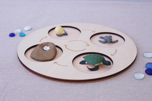 Life Cycle of a Turtle - Set of Figurines