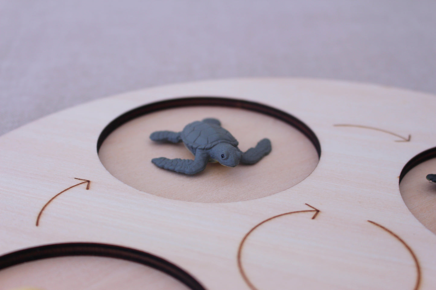 Life Cycle of a Turtle - Set of Figurines