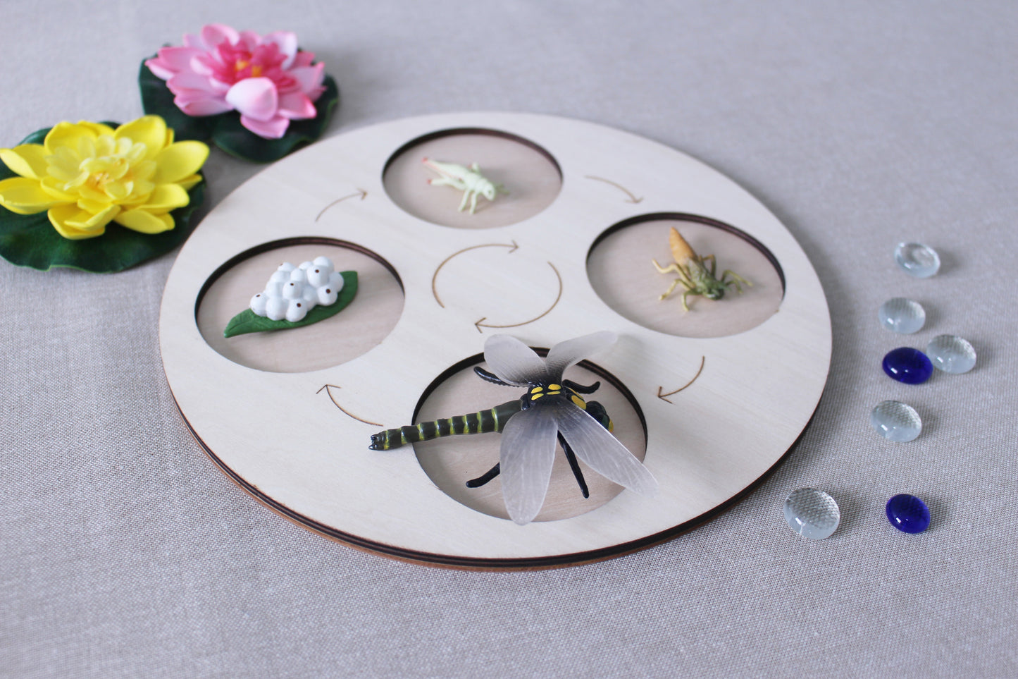 Life Cycle of a Dragonfly - Set of Figurines